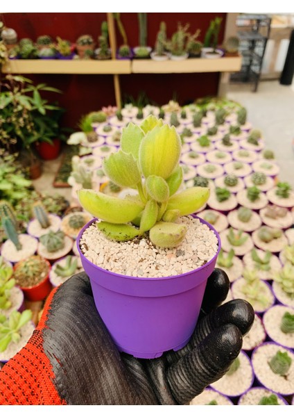 Cotyledon Tomentosa Variegata Sukulent