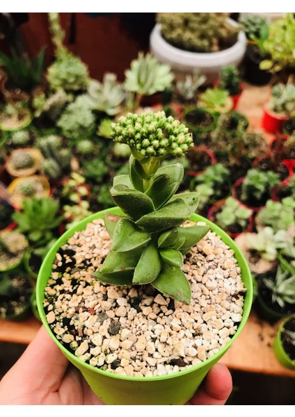 Crassula Springtime 8cmlik Saksıda