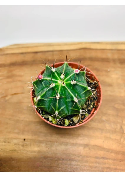 Folium Botanik Gymnpcalcycium Mihanovichii  Tomurcukta Çiçeklenmek Üzere