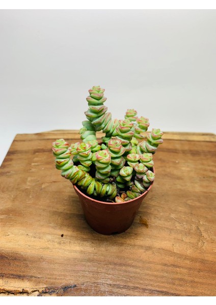 Crassula Babys Necklace Özel Tür Crassula Ince Küçük Katlı