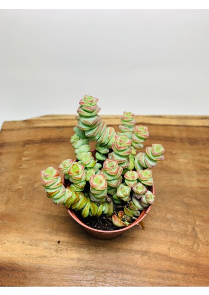 Crassula Babys Necklace Özel Tür Crassula Ince Küçük Katlı