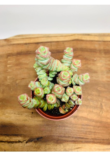 Crassula Babys Necklace Özel Tür Crassula Ince Küçük Katlı