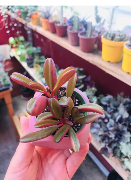 Peperomia Graveolens Ruby