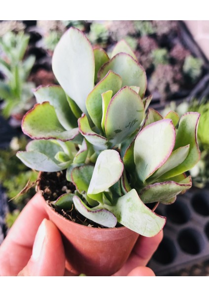 Crassula Arborescens