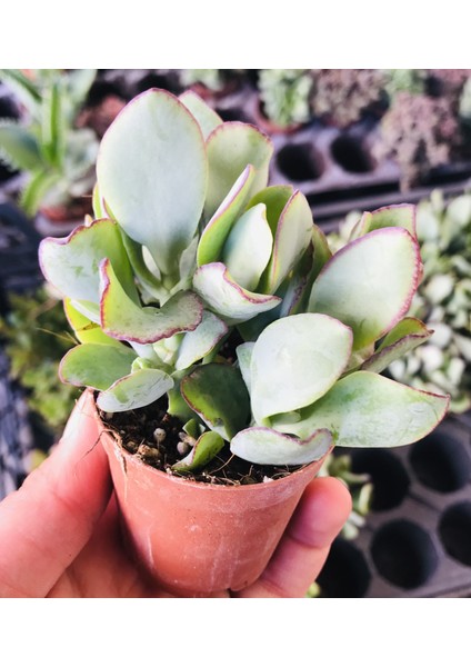 Crassula Arborescens