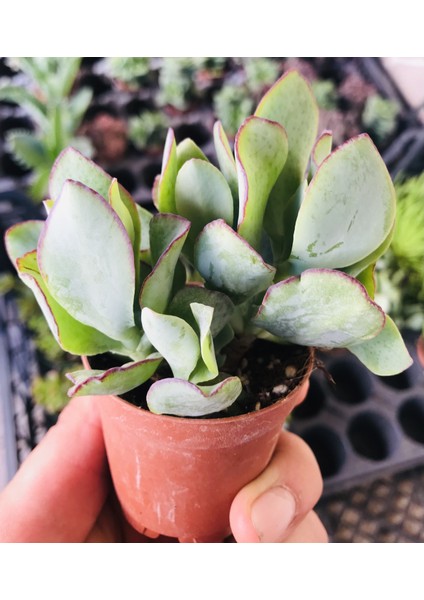 Crassula Arborescens