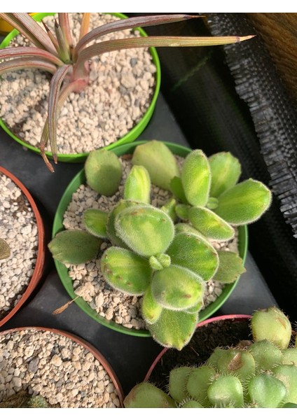 Cotyledon Tomentosa Variegata Ayı Pençesi Sukulent