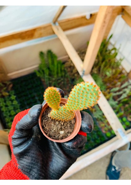 Opuntia Microdaisys Kaktüs Tavşan Kaktüs