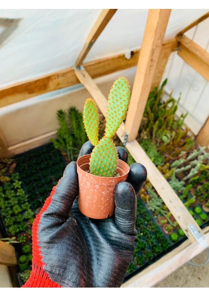 Opuntia Microdaisys Kaktüs Tavşan Kaktüs