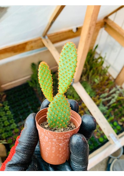 Opuntia Microdaisys Kaktüs Tavşan Kaktüs