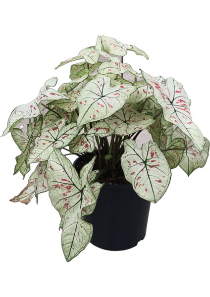 Caladium 'Cranberry' (Kaladyum Çiçeği)