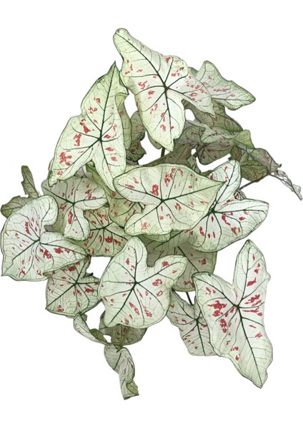 Caladium 'Cranberry' (Kaladyum Çiçeği)