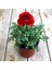 Şakayık Çiçeği Kırmızı (15CM) 2