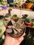 Gasteria No 3 1