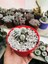 Mammillaria Vetula Gracilis 1