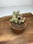 Crassula Baby's Necklace Sukulent 1