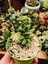 Crassula Springtime 8cmlik Saksıda 3