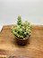 Crassula Babys Necklace Özel Tür Crassula Ince Küçük Katlı 1