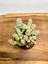 Crassula Babys Necklace Özel Tür Crassula Ince Küçük Katlı 3