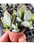 Crassula Arborescens 3