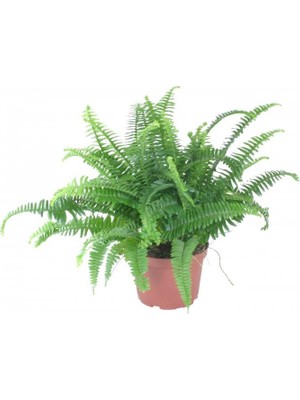 Biorganix Aşk Merdiveni Nephrolepis 20-40 cm