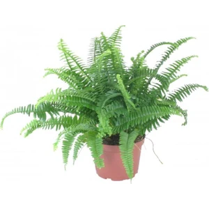 Aşk Merdiveni Nephrolepis 20-40 cm