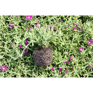 Acem Halısı Fidanı 5-15 cm