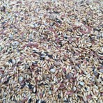 Aslımlar Kanarya Yemi 1 kg Keten, Kenevir, Aspur, Nijer İçeren Karışık Kuş Yemi
