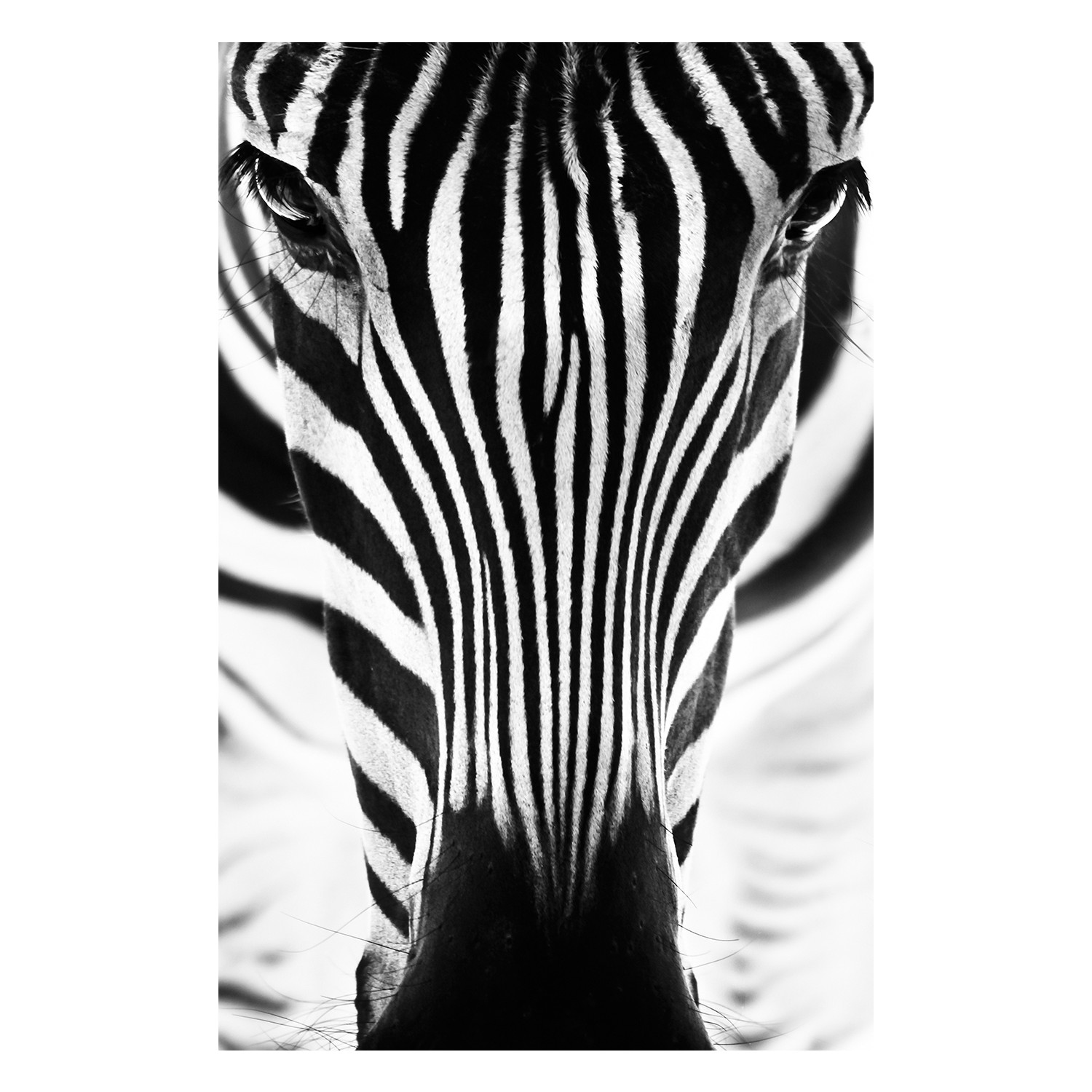 Decovira Siyah Beyaz Zebra Duvar Kağıdı Fiyatı Taksit Seçenekleri Decovira Siyah Beyaz Zebra Duvar Kağıdı Fiyatı Taksit Seçenekleri