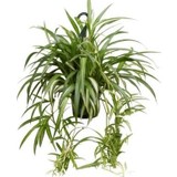 Plantistanbul Chlorophytum comosum Kurdele Çiçeği 20-40 cm Saksıda