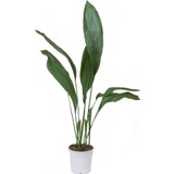 Plantistanbul Aspidistra Elatior Salon Yaprağı, Saksıda