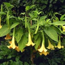 Yalova Fidan Market Melek Borazanı Brugmansia Sp. (Angels Trumpet)