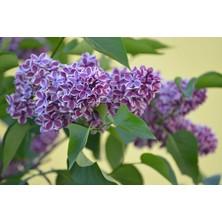 Yalova Fidan Market Adi Leylak (Syringa Vulgaris)