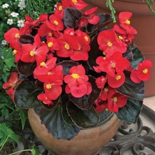 Yalova Fidan Market Begonya (Begonia) Fidanı