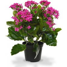 Yalova Fidan Market Kalanşo (Kalanchoe)