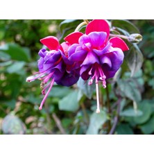 Yalova Fidan Market Küpe Çiçeği (Fuchsia)
