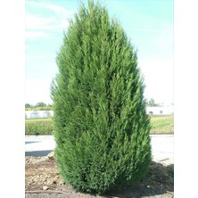 Leylandi Fidanı 60-80cm