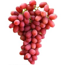 Yalova Fidan Market Üzüm Fidanı Crimson Seedless (Açık Köklü)
