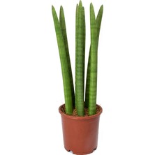 Plantistanbul Sansevieria Cylindrica Pşa Kamçısı, Tüplü