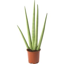 Plantistanbul Sansevieria Cylindrica Pşa Kamçısı, Tüplü