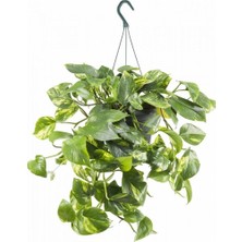 Plantistanbul Askılı Pothos Sarmaşığı Saksıda