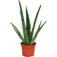 Berceste Peyzaj Aloe Vera