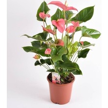 Berceste Peyzaj Antoryum Filamingo Çiçeği (Anthurium Red Winner)