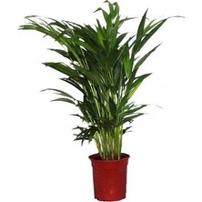 Berceste Peyzaj Areka Bitkisi (Areca Lutescens 60-80 Cm - Salon Palmiyesi)