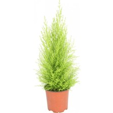 Berceste Peyzaj Cupressus Goldcreast ' Limoni Servi '