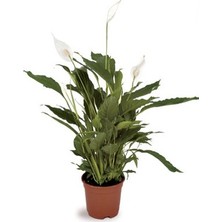 Berceste Peyzaj Barış (Yelken Çiçeği) Spathiphyllum Salon Bitkisi