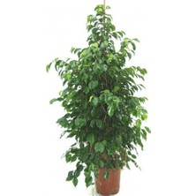 Bercestepeyzaj Benjamin Bitkisi Ficus Benjamin 105 Cm