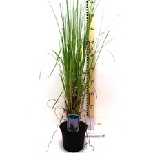Plantistanbul Pembe Pampas Otu, Saksıda