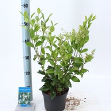 Plantistanbul Ligustrum japonicum Texanum, Saksıda