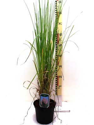 Plantistanbul Pembe Pampas Otu, Saksıda